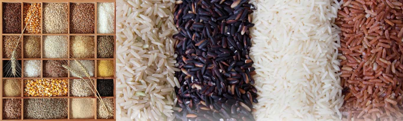 Rice grain