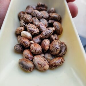 Castor Seeds , castor beans